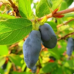 жимолость бореал близзард.jpg