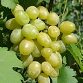 Виноград в Астрахани