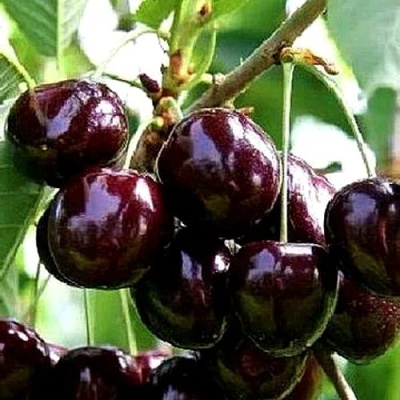 Черешня ДОНЕЦКИЙ УГОЛЁК в Астрахани