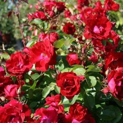 Роза ЧАМПЛЕЙН флорибунда в Астрахани
