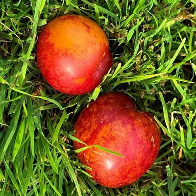 Шарафуга НЕКТАРИННАЯ в Астрахани