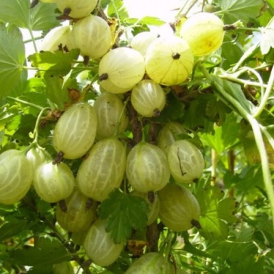 Крыжовник ИНВИКТА в Астрахани