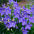 Платикодон ПОП СТАР БЛЮ в Астрахани