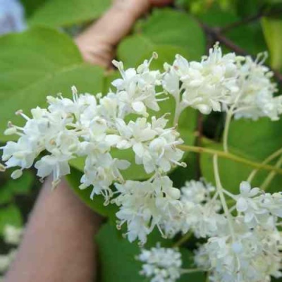 Сирень АМУРСКАЯ в Астрахани
