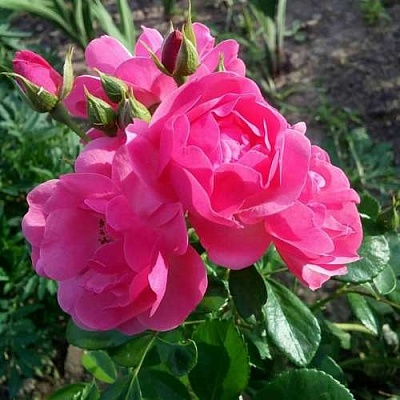 Роза АНГЕЛА флорибунда в Астрахани