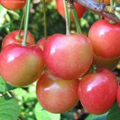 Черешня ЮЛИЯ в Астрахани