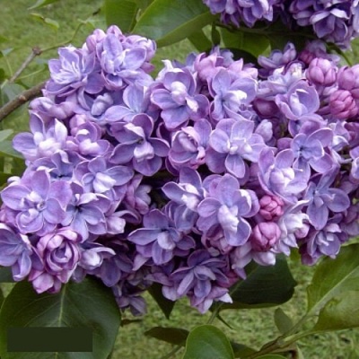 Сирень АМИ ШОТТ в Астрахани