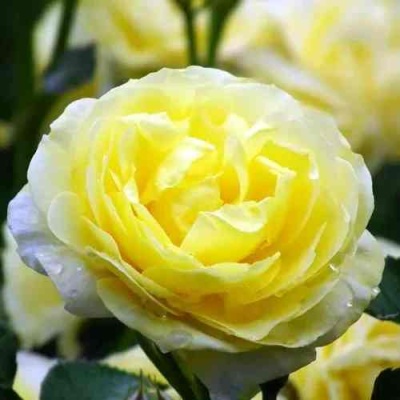 Роза КОМТЕСС ДЮ БАРИ флорибунда  в Астрахани