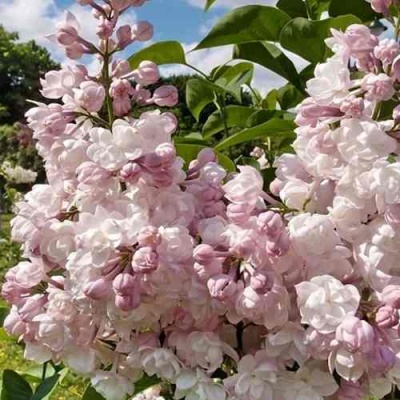 Сирень КРАСАВИЦА МОСКВЫ в Астрахани