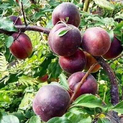 Абрикос ЧЕРНЫЙ БАРХАТ в Астрахани