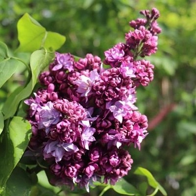 Сирень МАРШАЛ МАЛИНОВСКИЙ в Астрахани