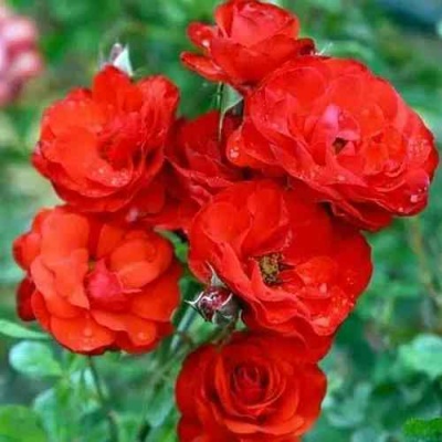 Роза ФАЙЕР КИНГ спрей  в Астрахани