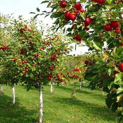 Плодовые деревья в Астрахани
