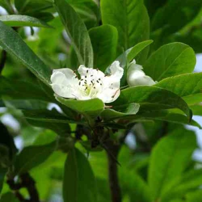 МУШМУЛА  в Астрахани