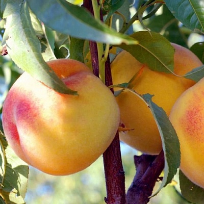 Персики в Астрахани