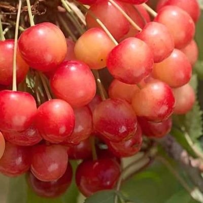 Черешня ЮЛИЯ в Астрахани