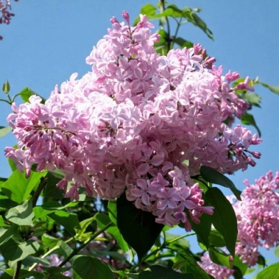 Сирень БУФФОН в Астрахани