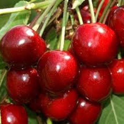 Черешня МИНЧАНКА в Астрахани
