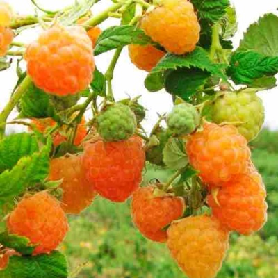 Малина ЗОЛОТЫЕ КУПОЛА в Астрахани