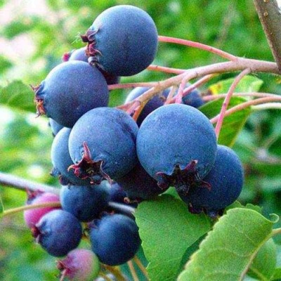 Ирга ПЕМБИНА в Астрахани