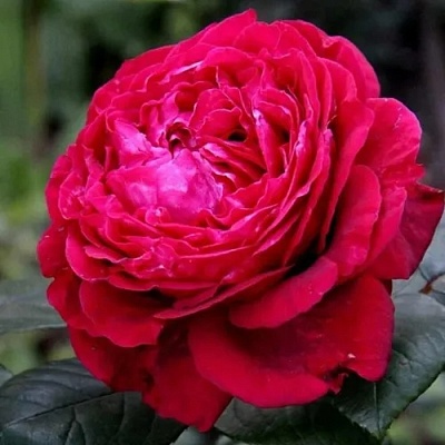 Роза 4 ВЕТРОВ флорибунда  в Астрахани
