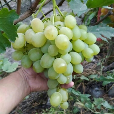 Виноград ВАНЮША в Астрахани