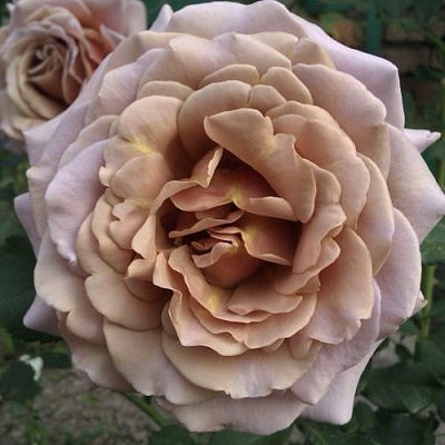 Роза КОКО ЛОКО флорибунда  в Астрахани