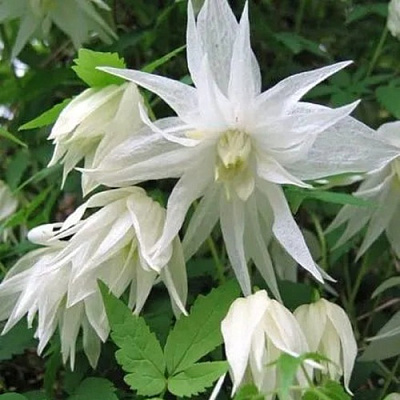 Княжик АЛЬБИНА ПЛЕНА белый махровый в Астрахани