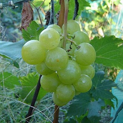 Виноград БАРС в Астрахани