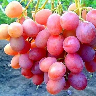 Виноград АНЮТА в Астрахани