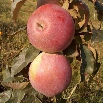 Яблоня АКСАМИТ в Астрахани