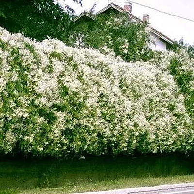Фаллопия в Астрахани