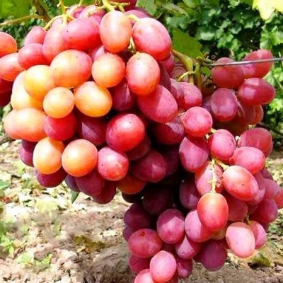 Виноград АНЮТА в Астрахани