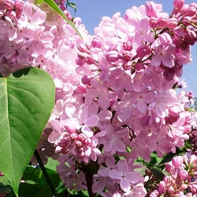Сирень АДЕЛИНА в Астрахани