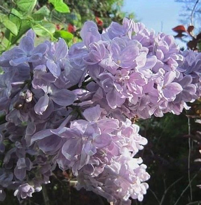 Сирень ЛЕТНИЙ САД в Астрахани
