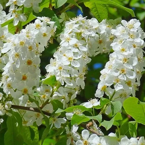 Черемуха ЧАЙКА в Астрахани