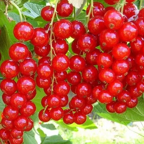Смородина красная ФЕРТОДИ в Астрахани