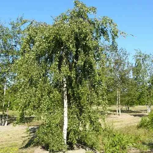 Береза повислая в Астрахани