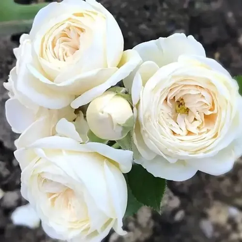 Роза АРТЕМИС шраб в Астрахани