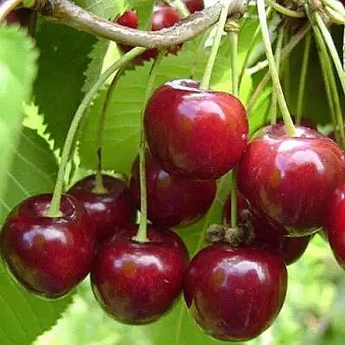 Вишня ХАРИТОНОВСКАЯ в Астрахани