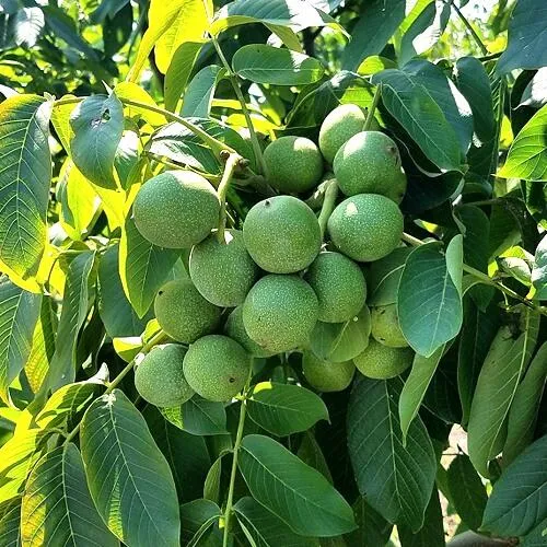 Грецкий орех  ИЗЯЩНЫЙ в Астрахани